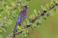 Varied Bunting